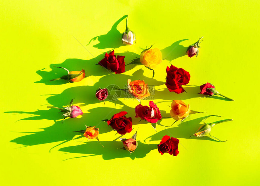 黄绿色背景上用粉红色红色和黄色玫瑰花制成的创意布局平躺夏季最小的概念图片