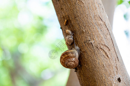 大蜗牛慢爬树图片