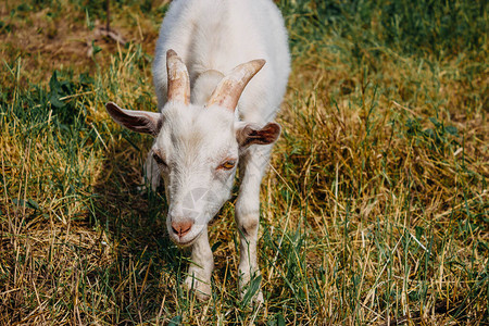 一只山羊在夏天的牧场上图片