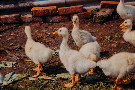 农村地区养鸭子家禽园俄罗斯一家禽院里图片