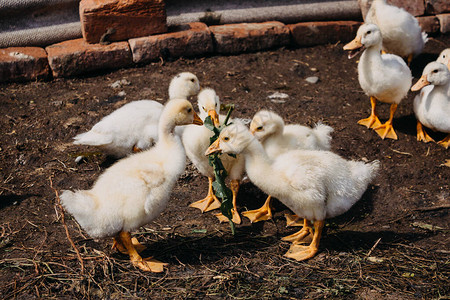 社会互动的概念农场的养鸡场家禽场里的小鸭子分开吃图片