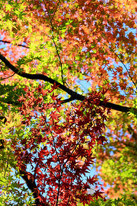 秋天开始变红的枫叶图片