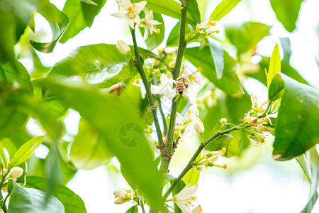 蜜蜂以树花为食图片