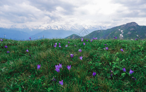 野生丁香野花图片