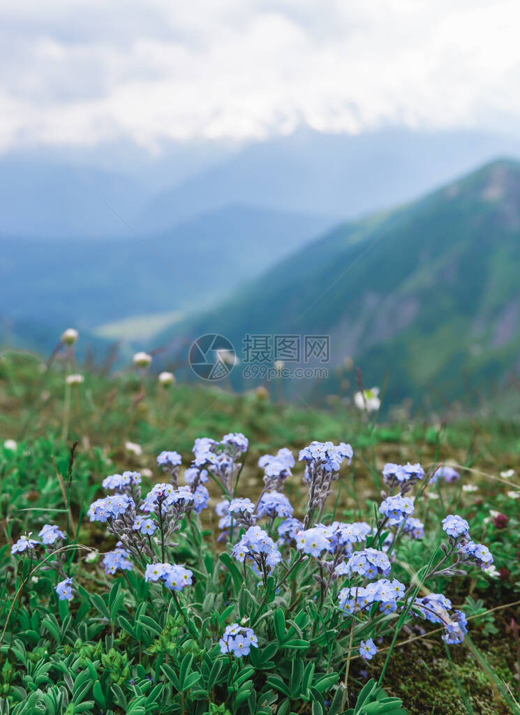 野生丁香野花图片