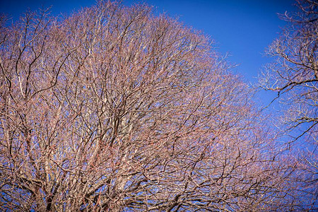 蓝天下干枯的树枝图片