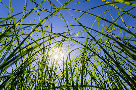 在太阳和天空背景下的绿色高草聚焦在一片草原上图片