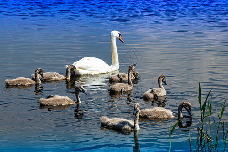 湖边野天鹅家族骄傲的鸟儿自然野生动物图片