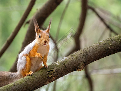 红松鼠爬到树枝上动物正坐着看你图片