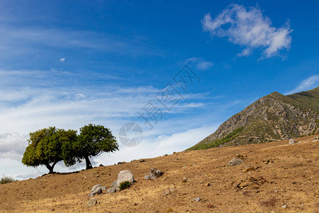 岩石山上的两棵绿树映衬着蓝天图片