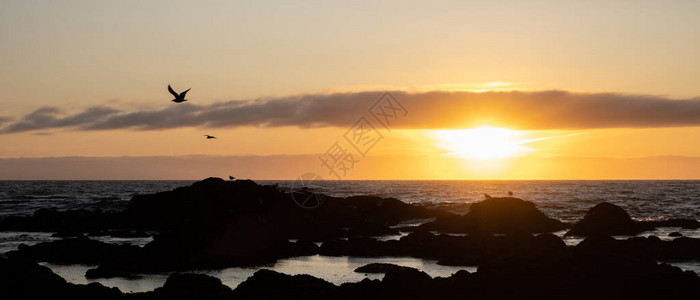 黄昏时海鸥在岩石海岸上以亮橙图片