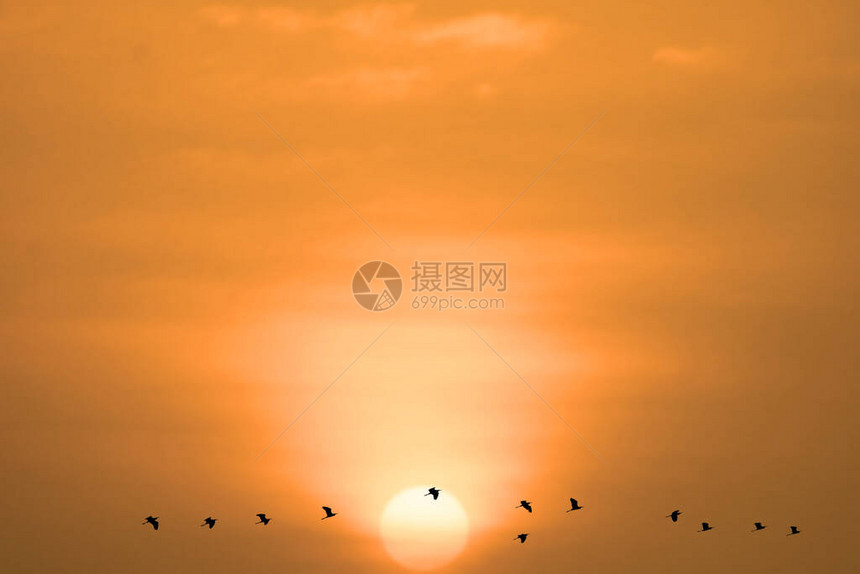 夜晚的日落天空和鸟儿飞翔图片