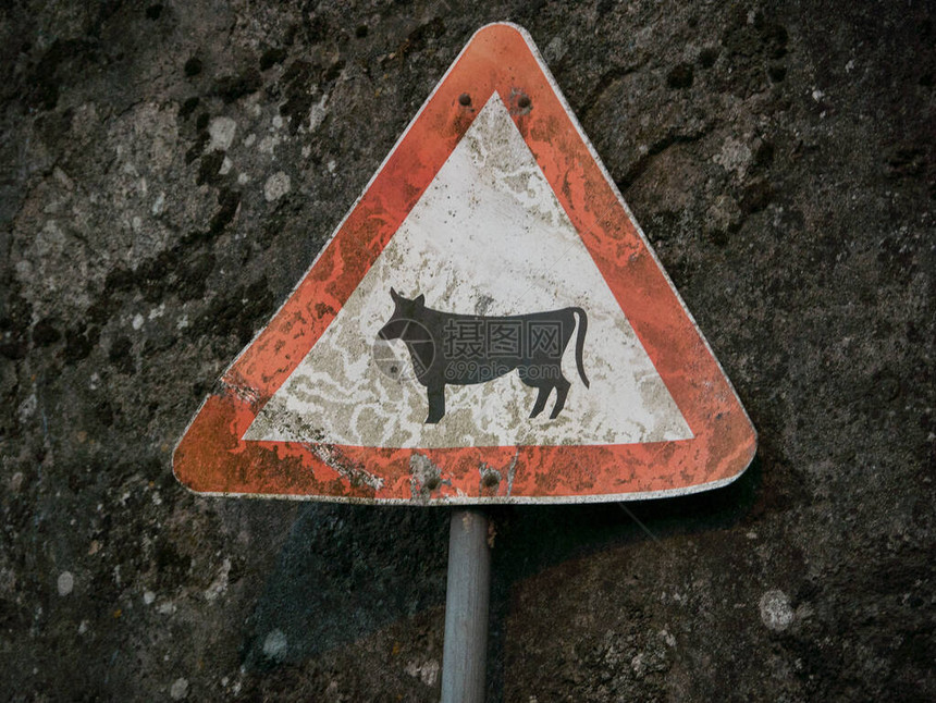 在葡萄牙农村地区对粗糙的石墙发出牛群图片
