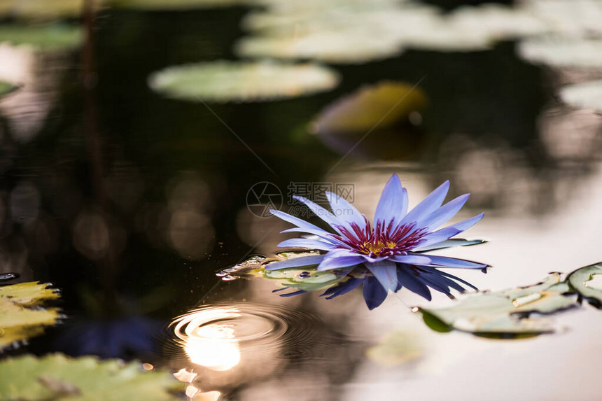 美丽的紫色莲花或水百合花图片