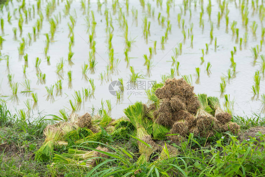 以种植稻田为背图片