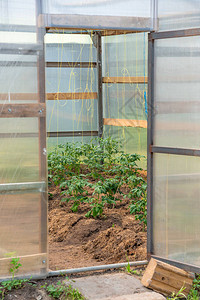 西红柿在温室里生长开门图片