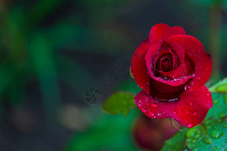 花园雨后玫瑰花图片