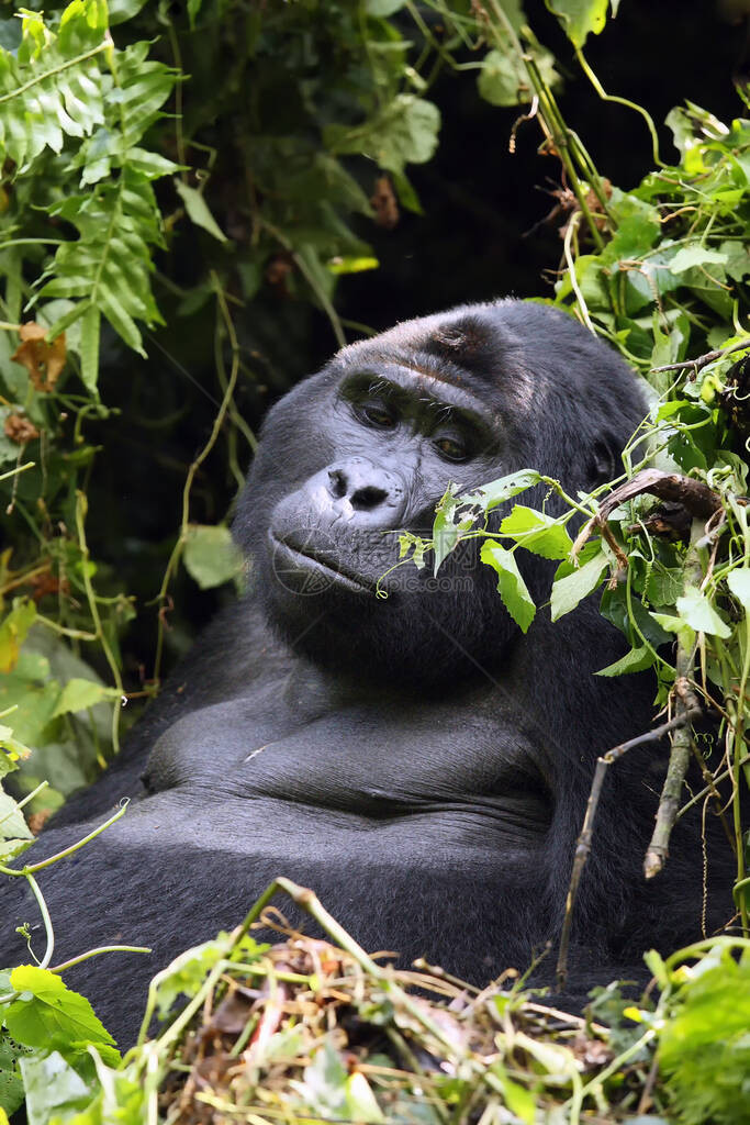 山地大猩Gorillaberingeiberingei坐在绿色灌木丛中图片