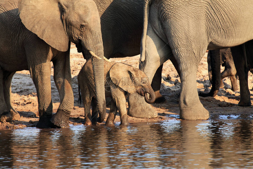 非洲灌木大象Loxodonta图片