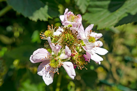 野生黑莓花和绿色自然中的生果图片