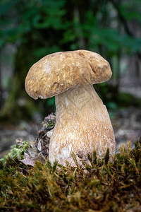 背景模糊的苔藓中美味可食蘑菇牛肝菌的特写镜头图片