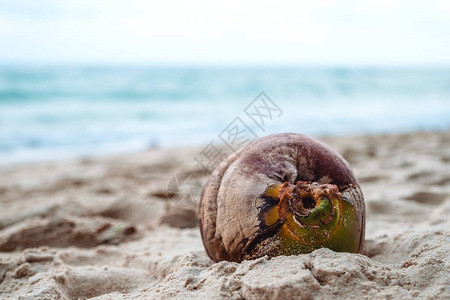 蓝色大海背景海滩上椰子的特写图像图片