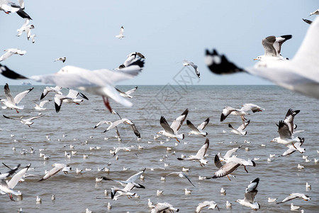 海鸥群飞在海面上蓝天背景的近距离图像图片