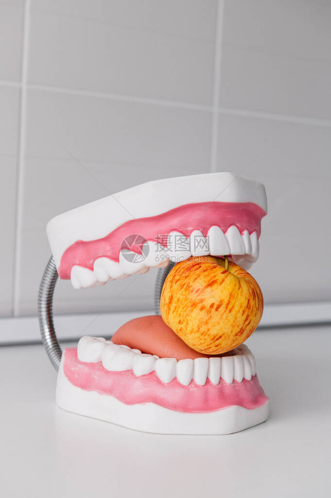 苹果下巴的牙科模型健全的牙齿图片