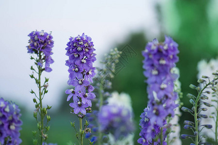 两栖花朵开花图片