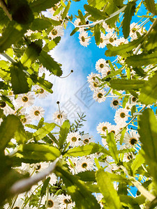 美丽的夏季花朵蓝天空和阳光的田地图片