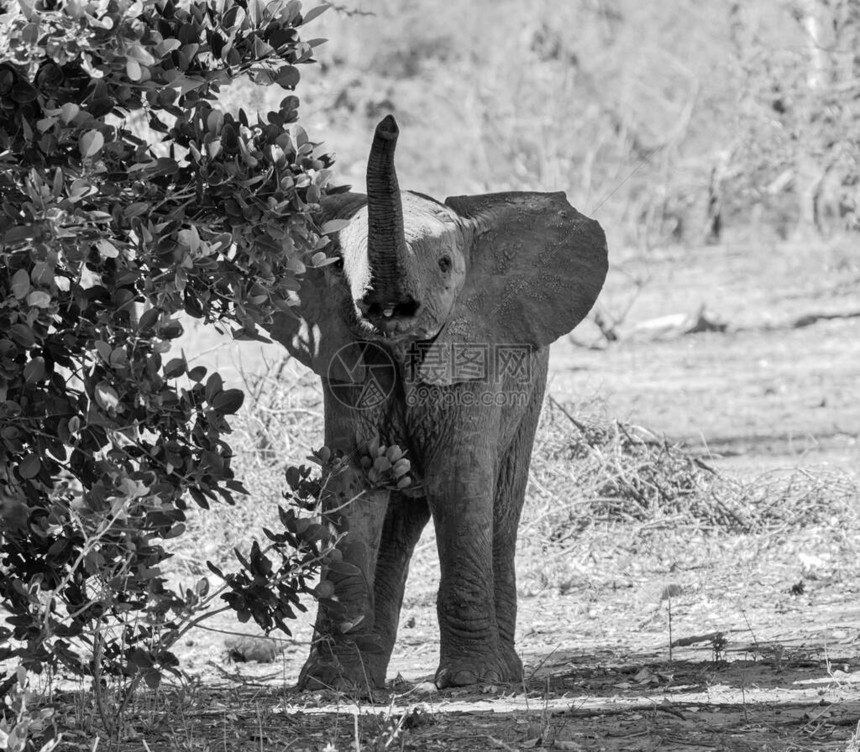 在南部非洲大草原上的小非洲象图片