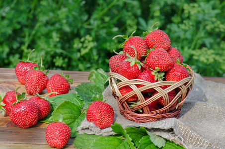 在浆果园收获草莓在柳条篮中采摘成熟的草莓图片