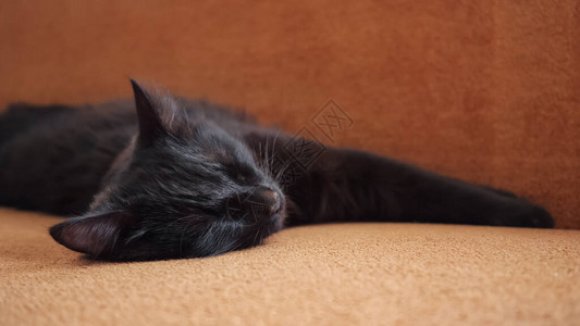 甜可爱的黑猫睡在沙发上在家里有图片
