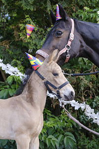 一匹棕色母马和一匹黄色小马驹的头图片