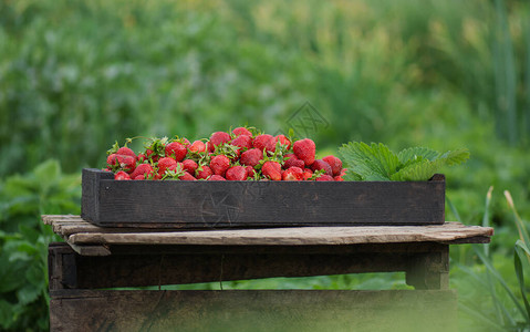 木箱里的红草莓在字段中的木箱中的新鲜草莓一箱新图片