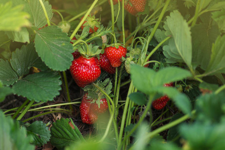 农场新鲜草莓恢复自然耕作田间生图片