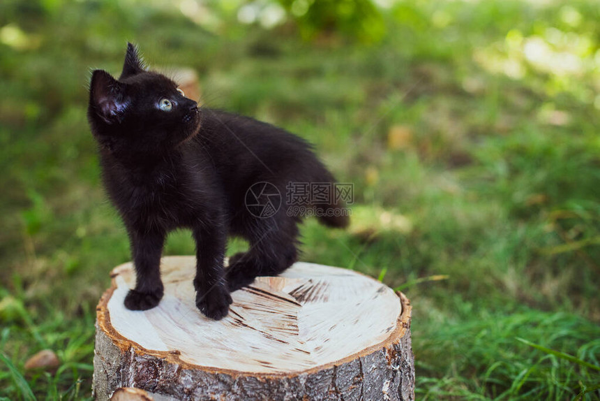 一只美丽的黑色小猫在花园里的肖像宠物的生活图片