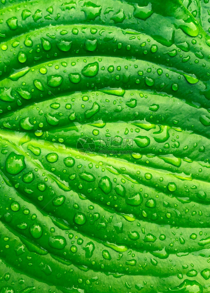 热带绿色树叶深底雨滴自然夏日森林植图片