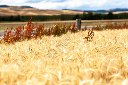 麦田金色小麦的关闭美丽的自然日落景观阳光下的田园风光麦田成熟的背图片