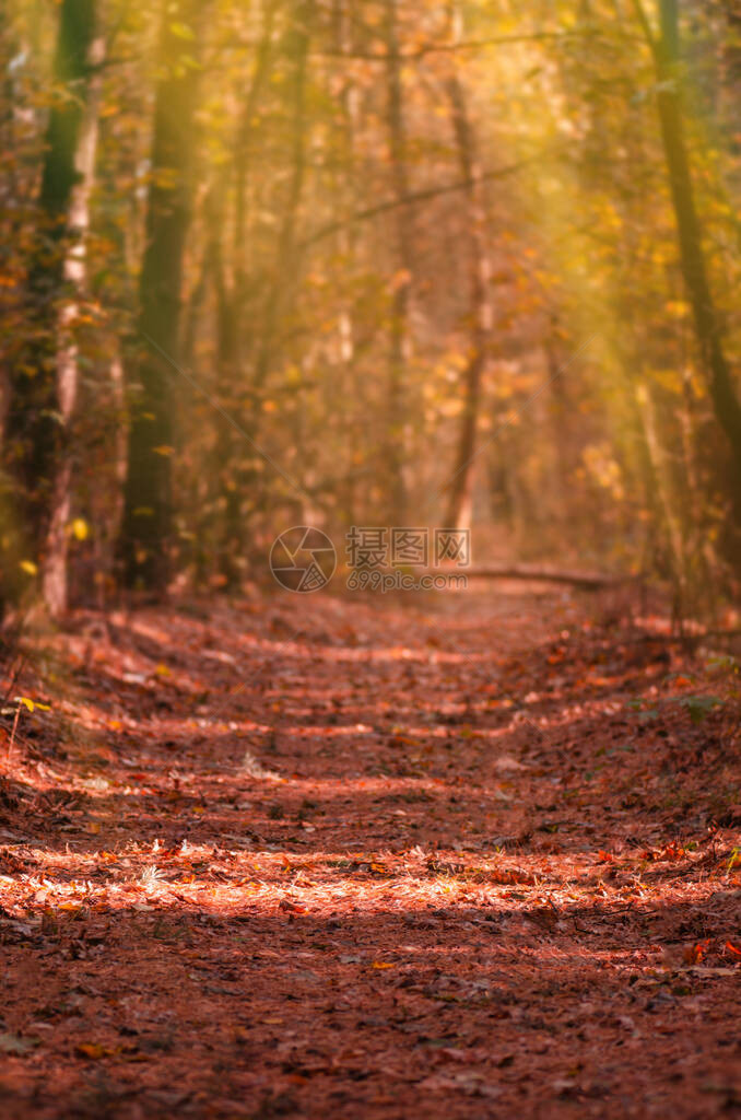 秋天走在森林里的老路与路在日落的秋天风景秋天的风景与五颜六图片