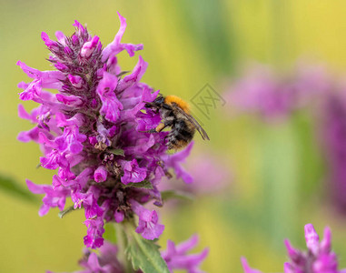 紫色花朵上的大黄蜂蜂蜜植物图片