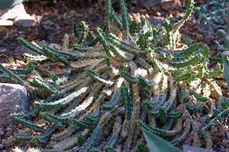 生长在户外的Myrtillocactuscochal生长在植物园图片