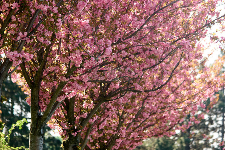 樱花树关闭樱花树的粉红色花朵美图片