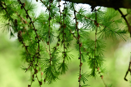 关闭绿色背景上的年轻绿色冷杉树枝针叶树的幼枝关闭常绿针叶林新的生活理图片