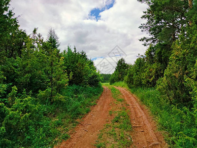 绿草和树木环绕着道路图片