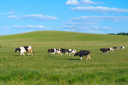 一群奶牛在干草棚附近的草地上吃草图片