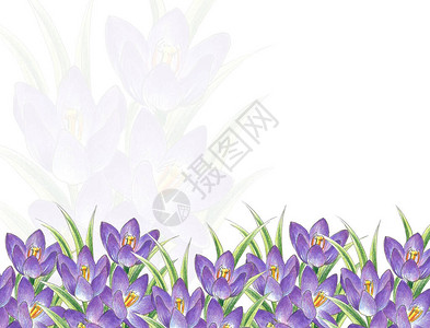 花瓣上有露水滴的白纯的春花背景图片