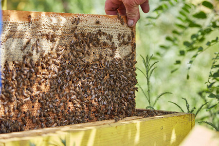 在养蜂场的蜂窝上勤劳的蜜蜂图片