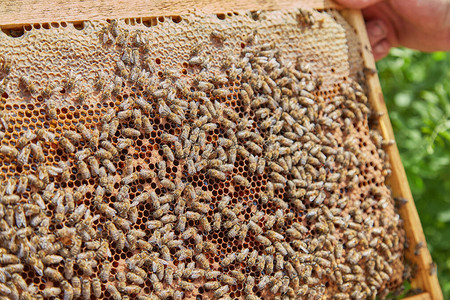 在养蜂场的蜂窝上勤劳的蜜蜂图片