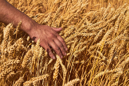 农夫的手和成熟的小麦图片